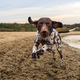 Image for article titled Stop Cutting Off Your Pet Dogs' Tails, America